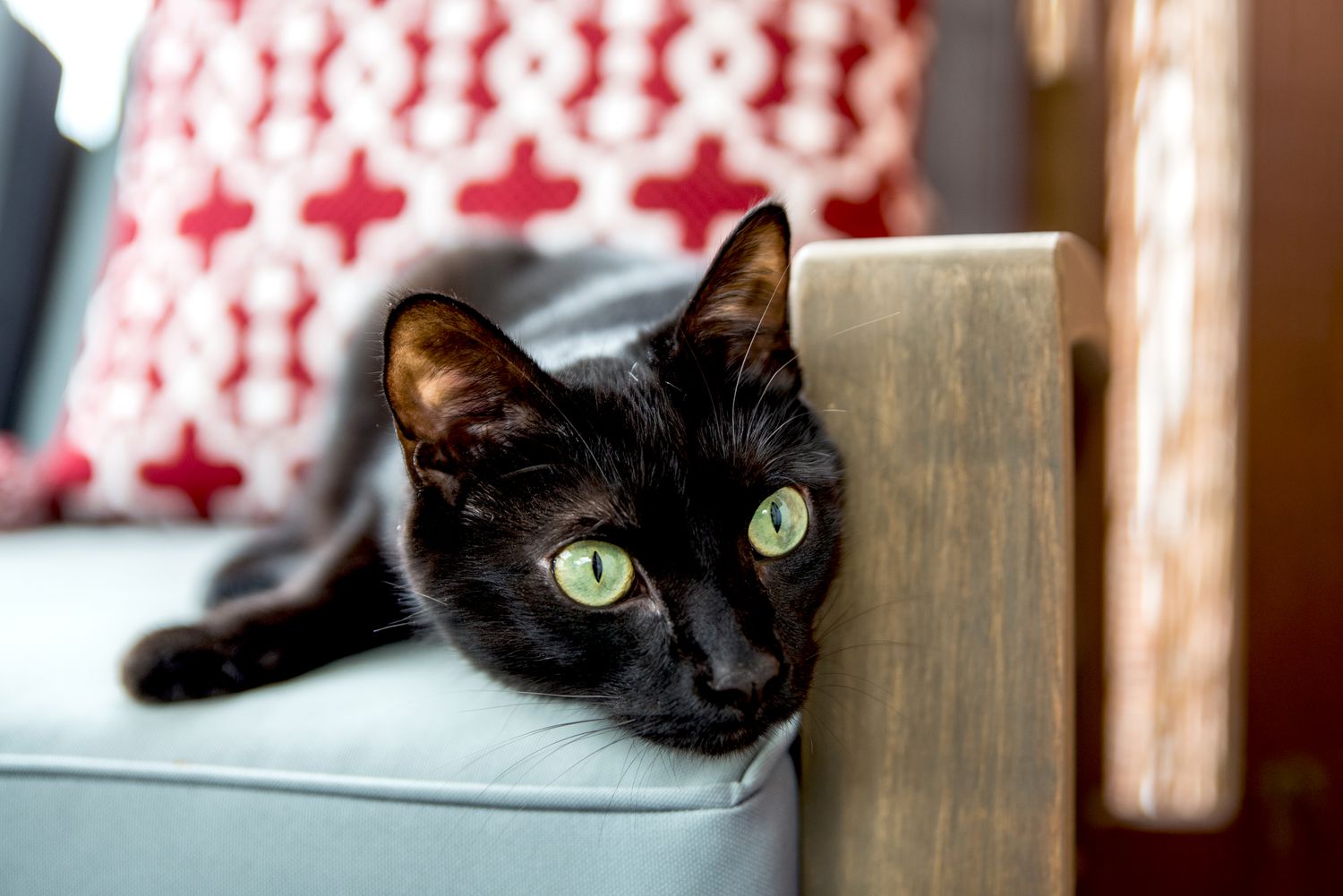 kitty on a canvas chair