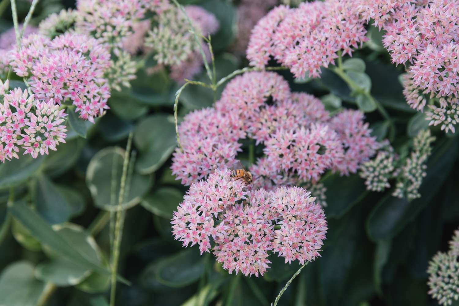 sedum autumn joy stonecrop