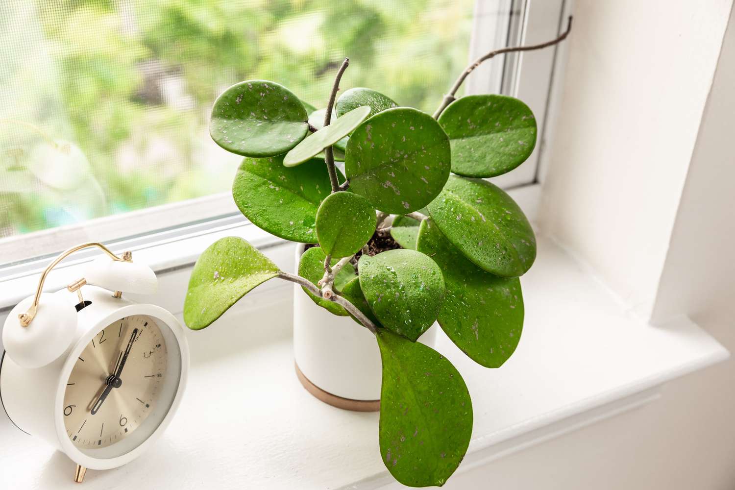 Hoya obovata halbsukkulent mit ovalen Blättern und Ranken in Fensternähe 