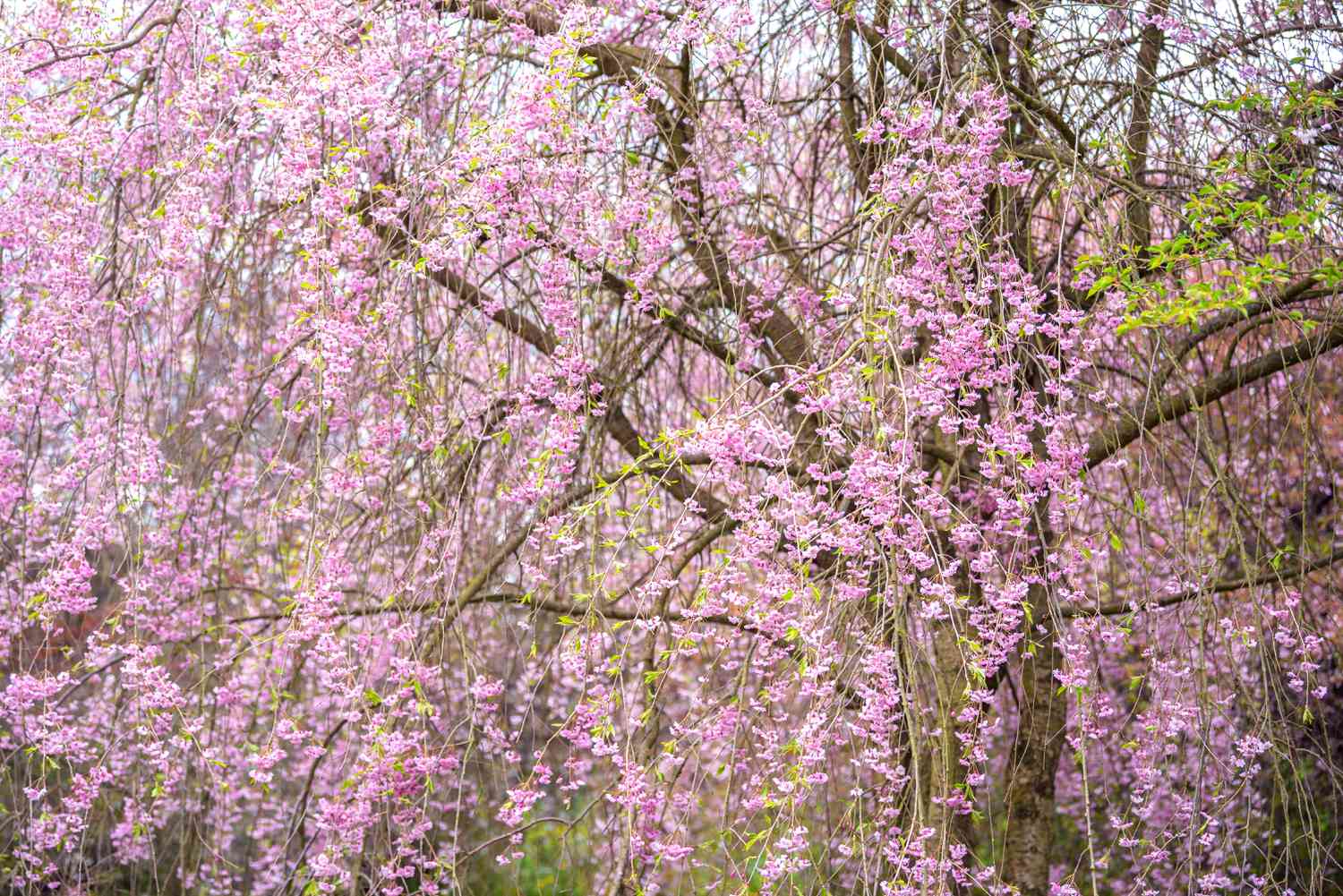 Cerejeira com galhos chorosos cheios de flores cor-de-rosa