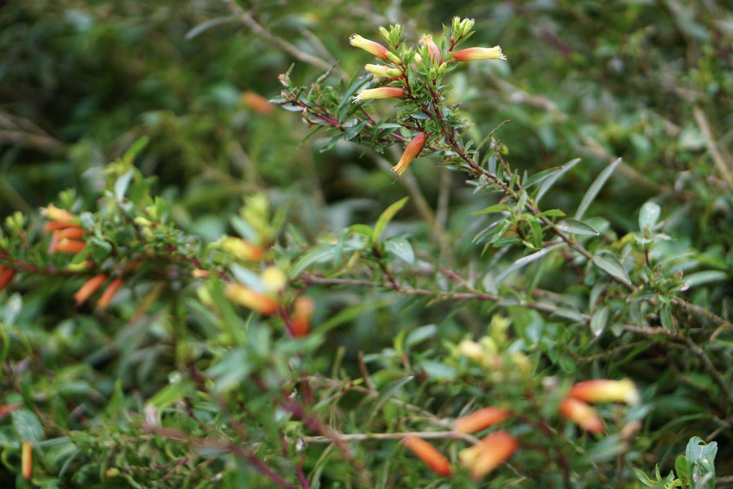 Ramas de la planta del puro con flores tubulares amarillas y naranjas y capullos