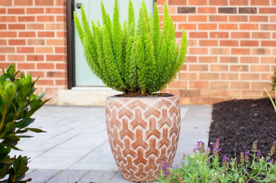 Foxtail fern in an orange planter in front or a red brick wall