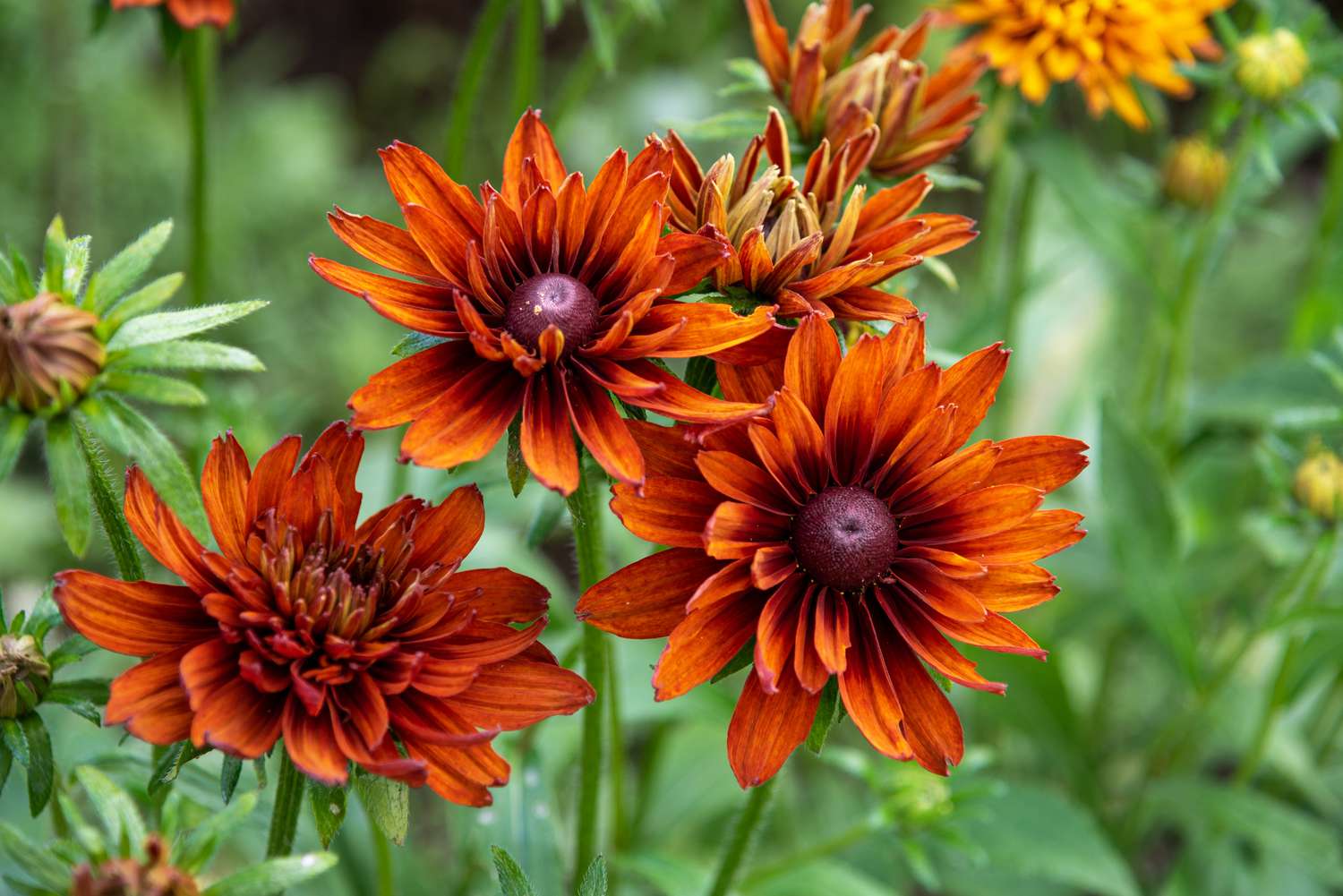 'Cherokee Sunset' Rudbeckia-Pflanze mit orange-roten gefüllten Blüten an dünnen Stielen