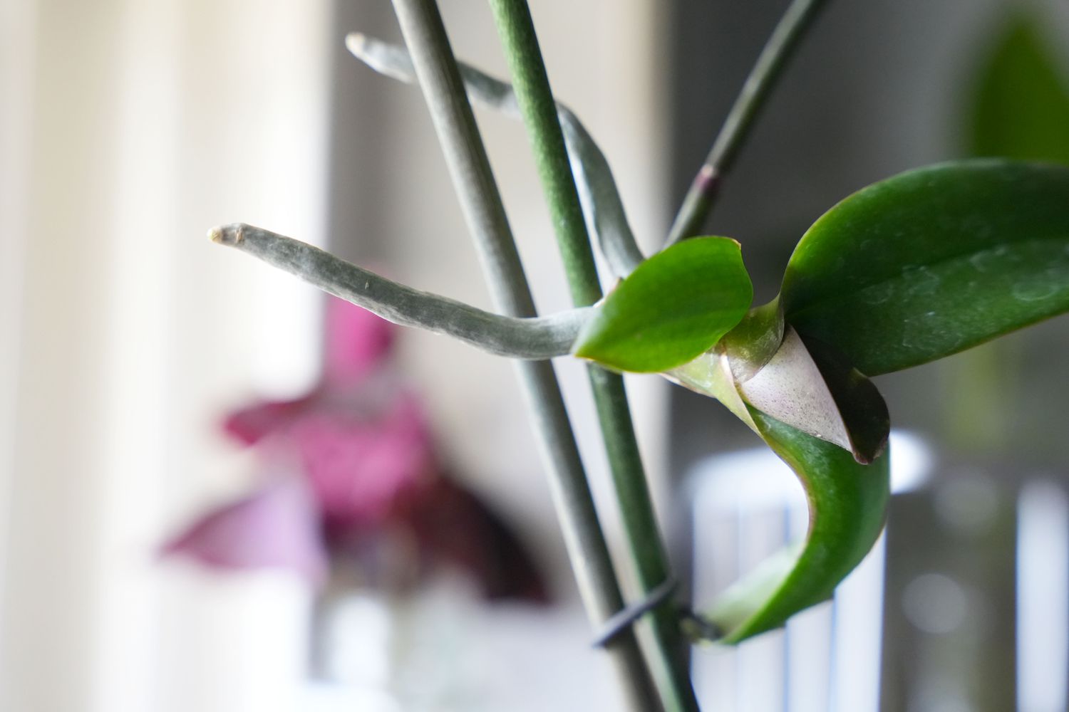 Nuevo crecimiento en el tallo de la orquídea con las raíces aéreas mirando hacia la ventana 