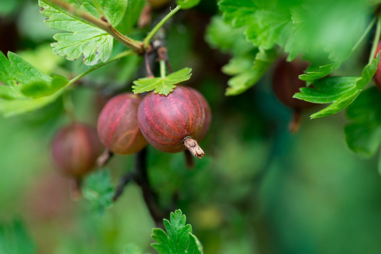 Nicht alle Stachelbeersorten werden bei der Reife rot oder violett