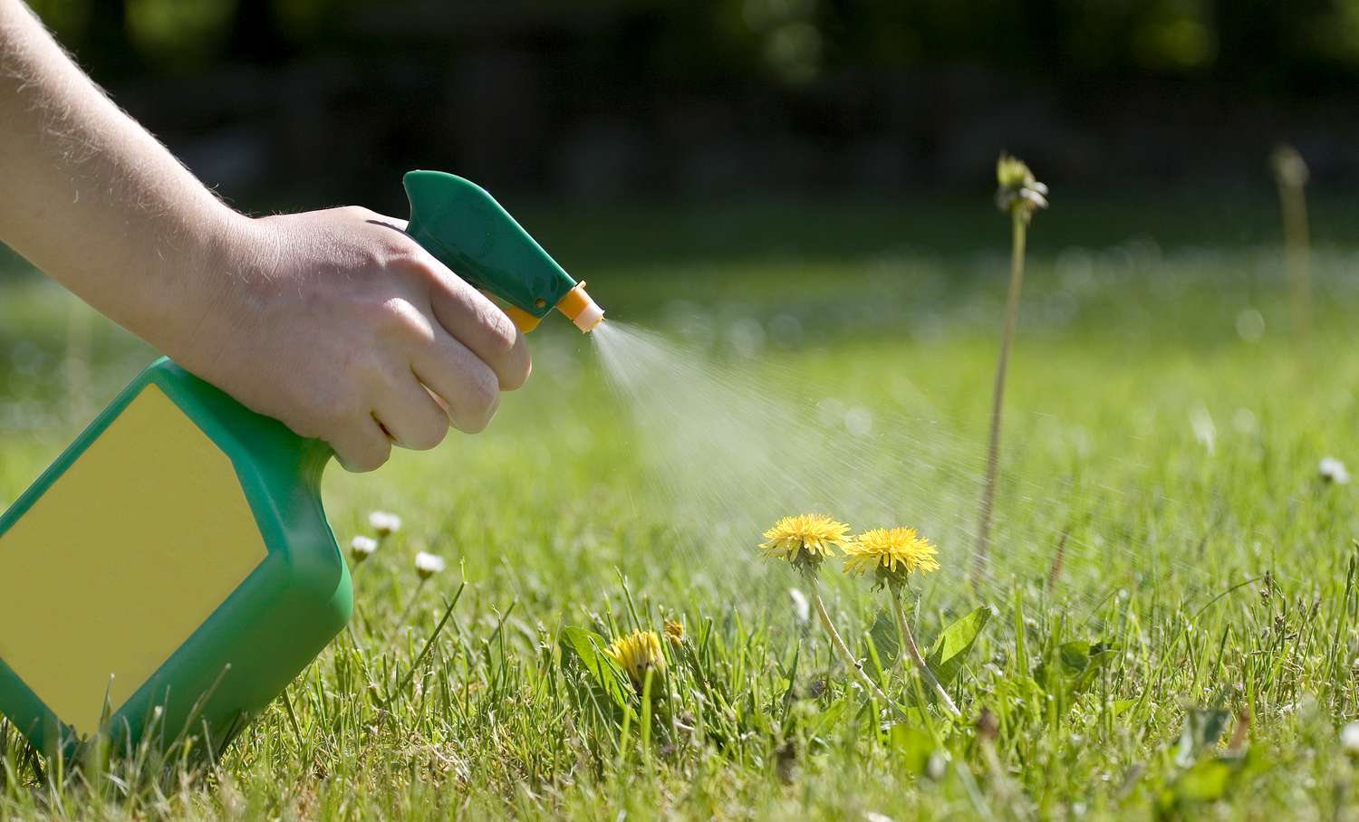 Löwenzahn wird mit einer Sprühflasche auf einem sonnigen Feld besprüht.