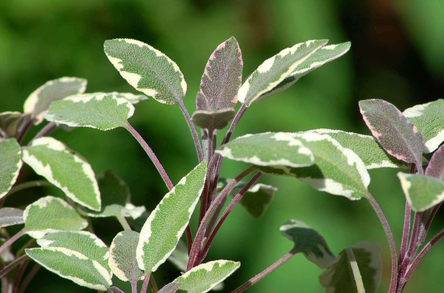 Dreifarbiger Salbei (Bild) ist eine Zierpflanze. Er mag schnell trocknenden Boden.