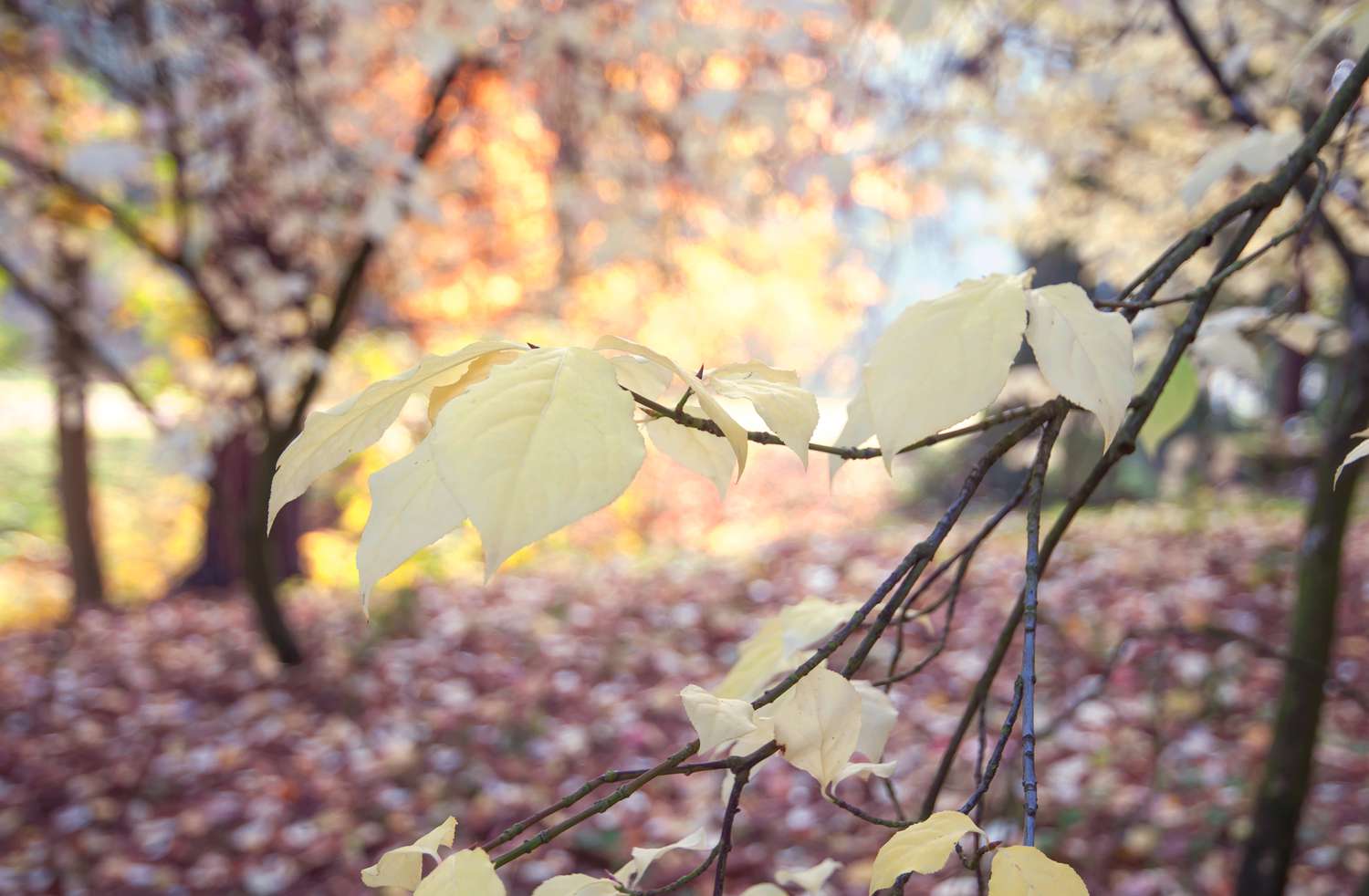 Europäischer Spindelbaumzweig mit mehreren gelben Blättern am Ast