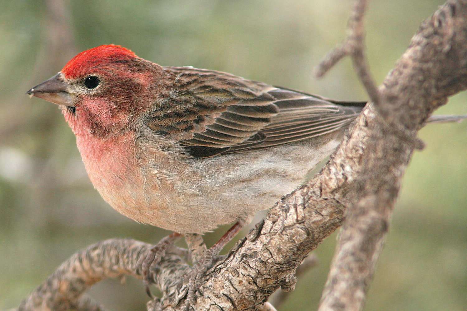 Cassin's Finch