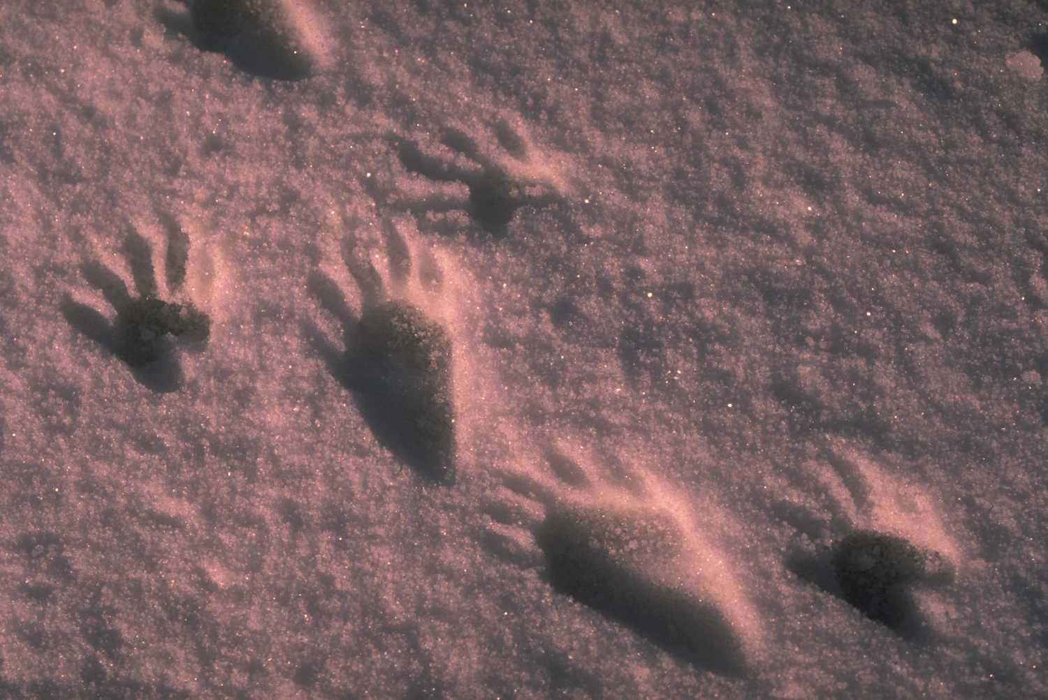 Distinct raccoon tracks in fresh snow, two smaller claw prints in front and two larger ones in back.