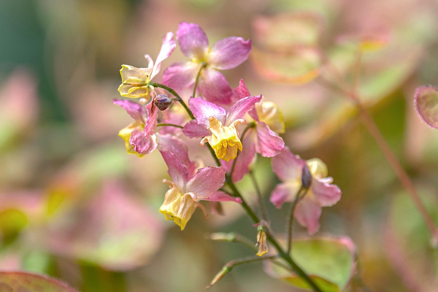 Anleitung zur Pflege und zum Anbau von Epimedium-Pflanzen