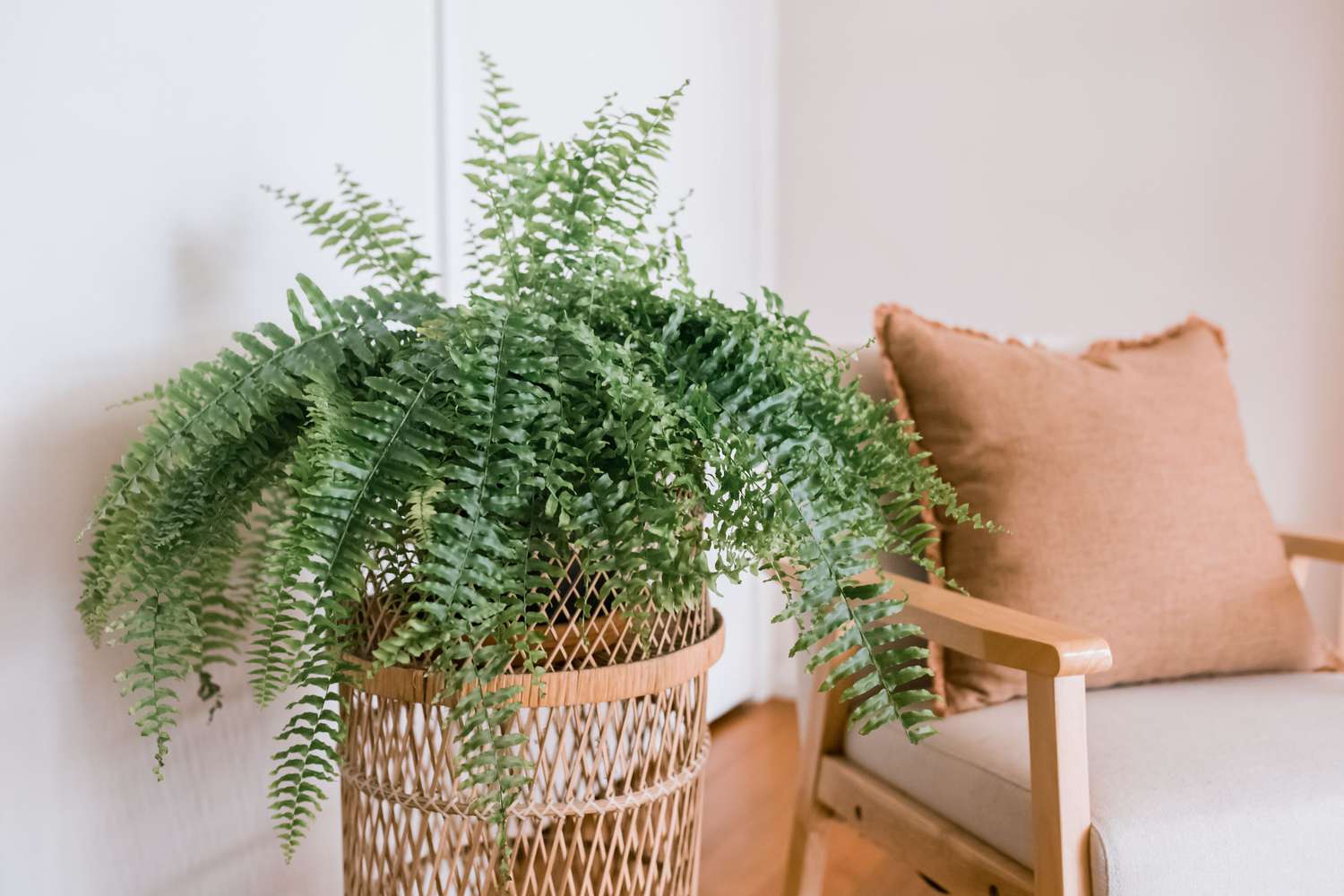 Boston fern plant with sword-shaped, blue-green fronds growing from wicker plant stand