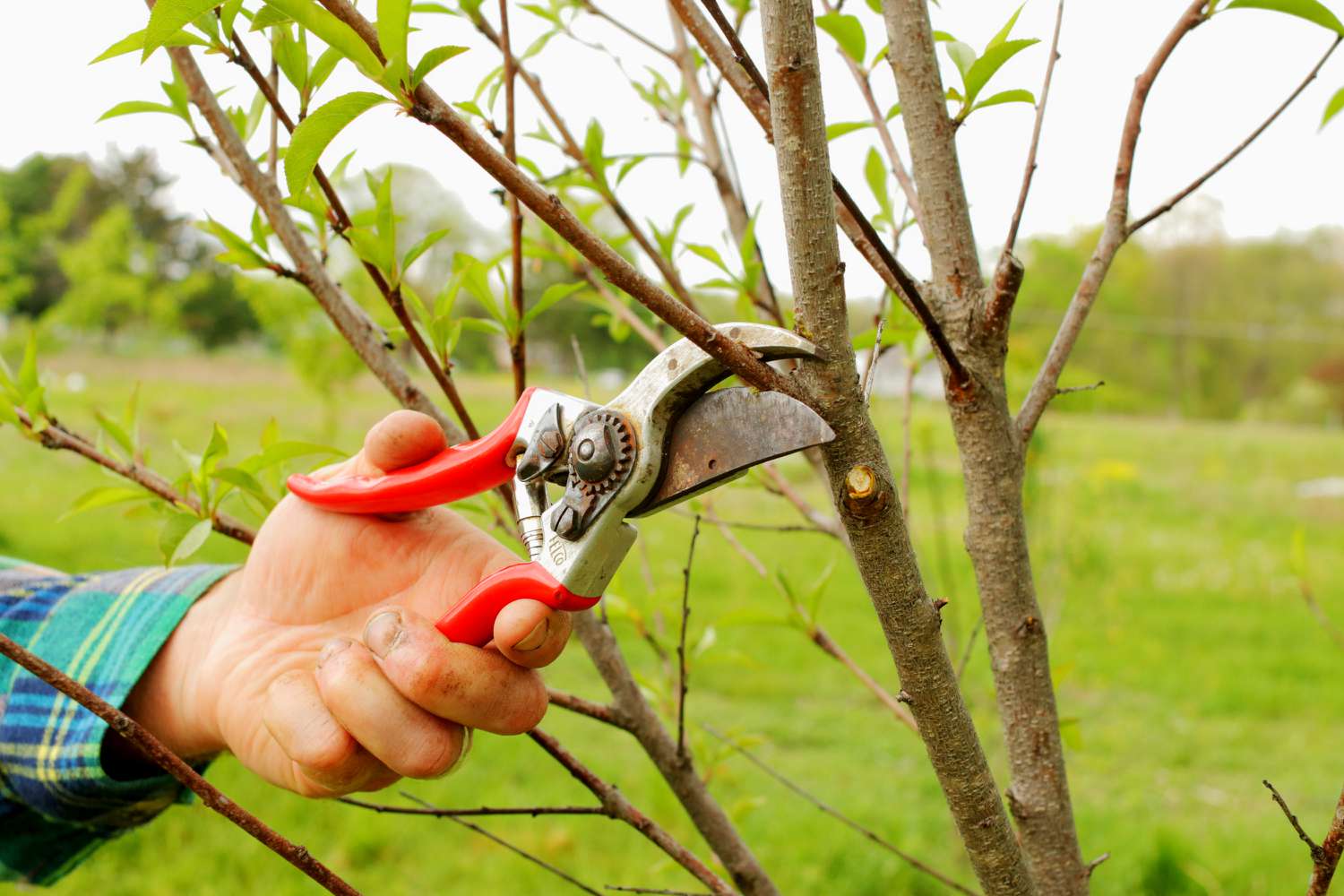 Hand pruner trimming tall branches on peach tree