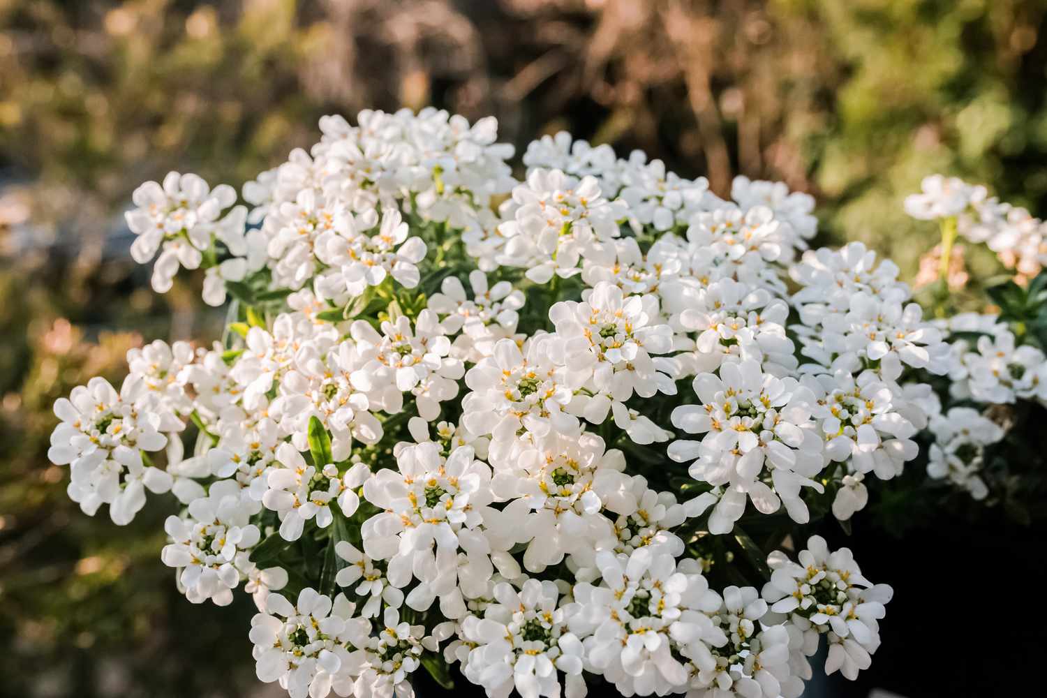 group of candytuft flowers