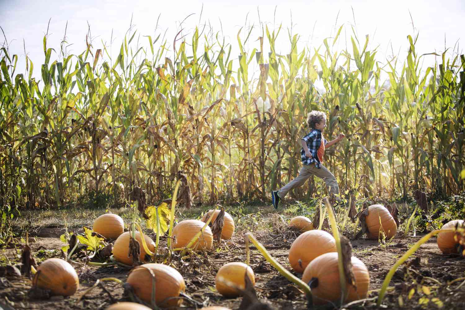 child running by pumpkins in farm