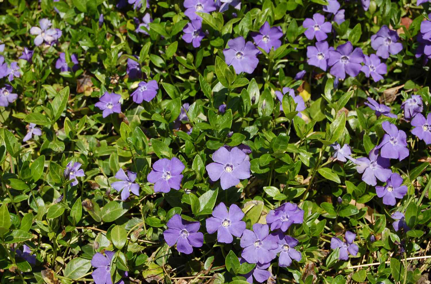 Vinca minor Bodendecker in Blüte.