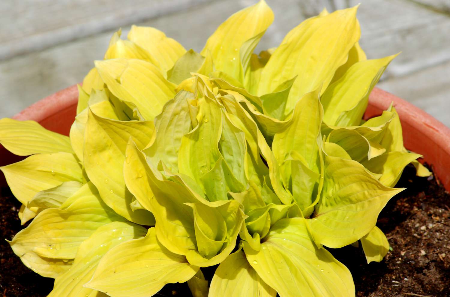 'Fire Island' hosta with golden leaves