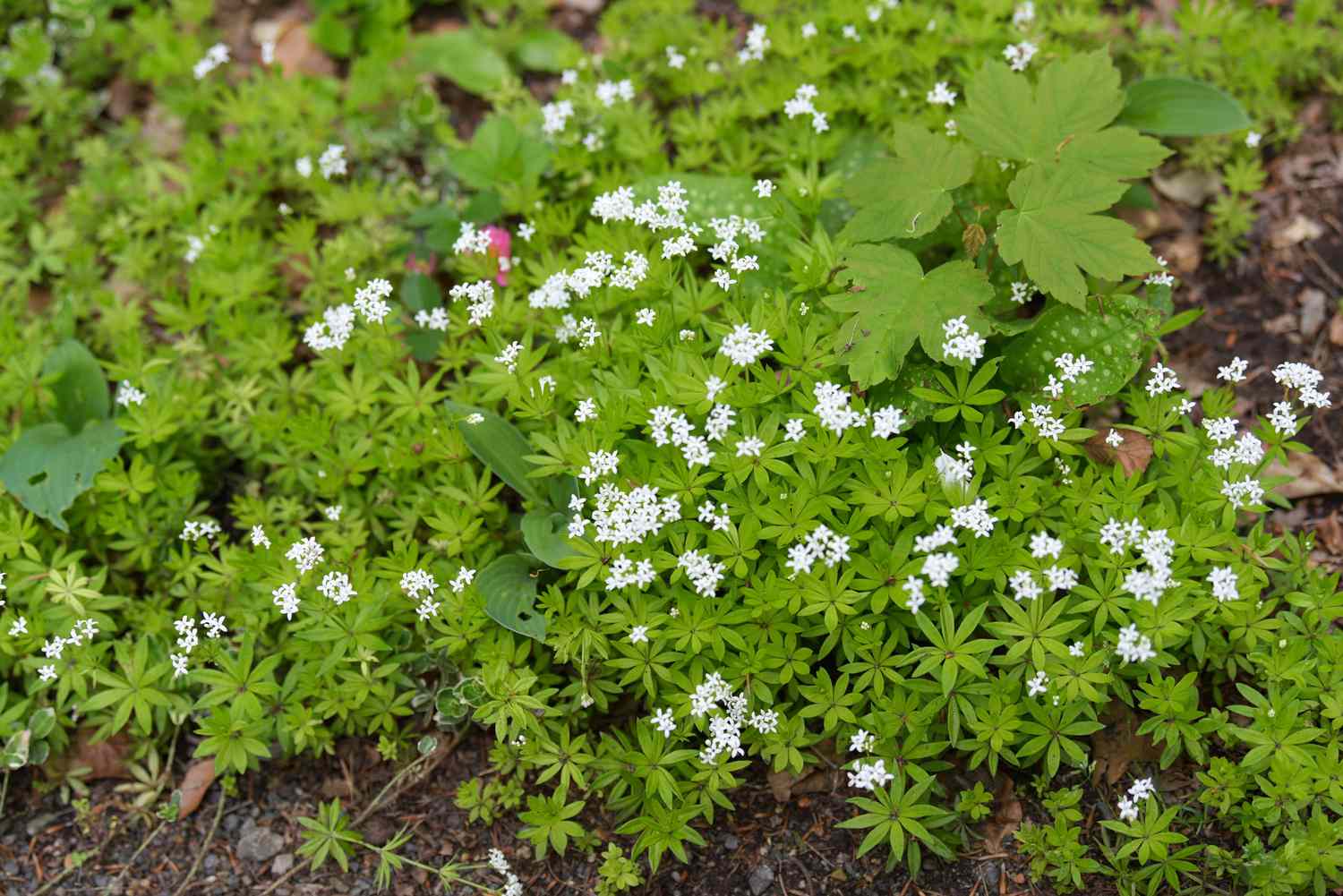 Planta de cobertura do solo Sweet woodruff com pequenas folhas em forma de lança e pequenas flores brancas