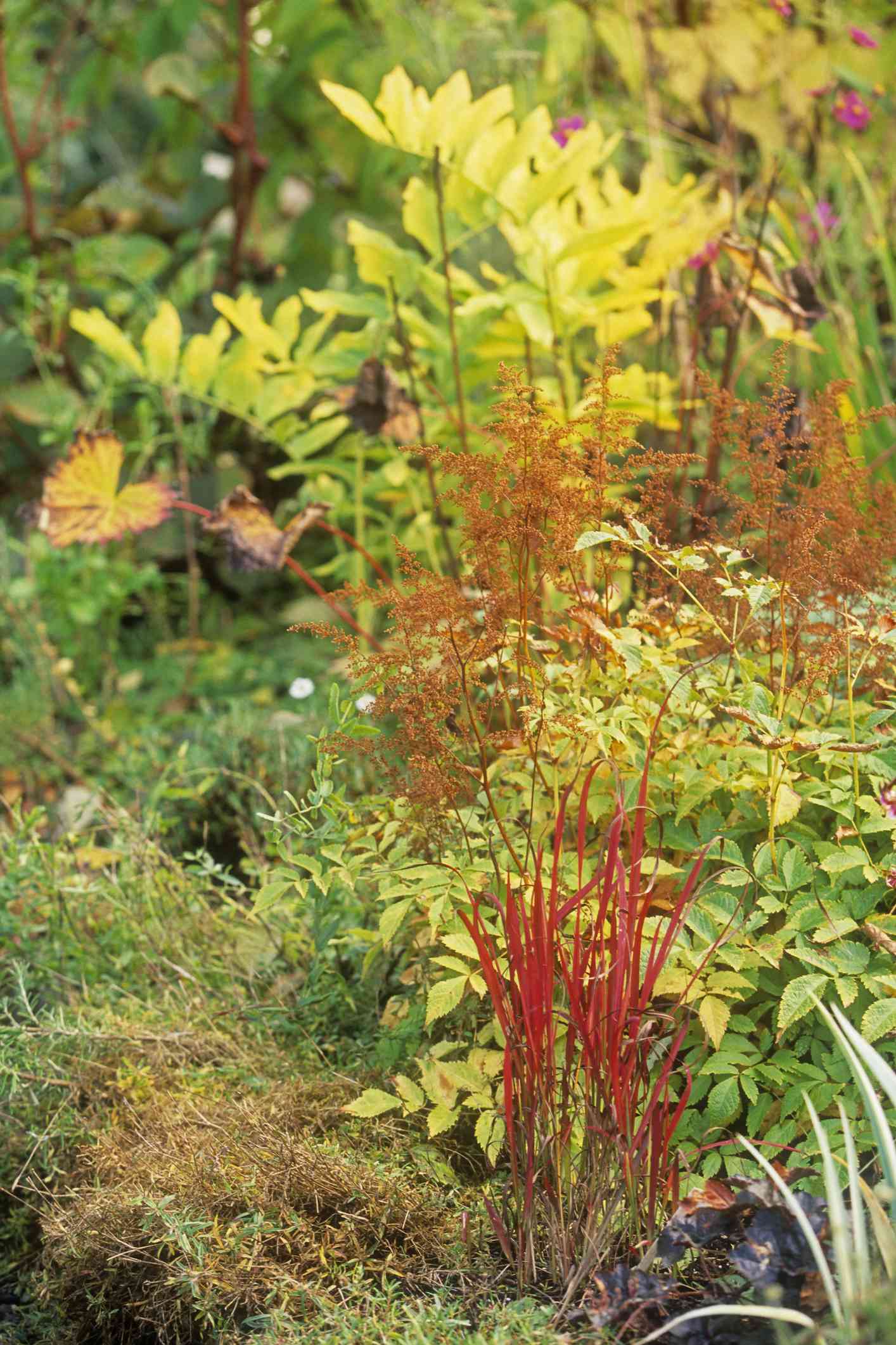 'Red Baron' Japanisches Blutgras