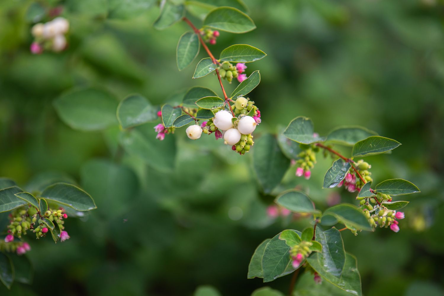 Gewöhnlicher Schneebeerenzweig mit kleinen eiförmigen Blättern und winzigen weißen Beeren und rosa Blütenknospen