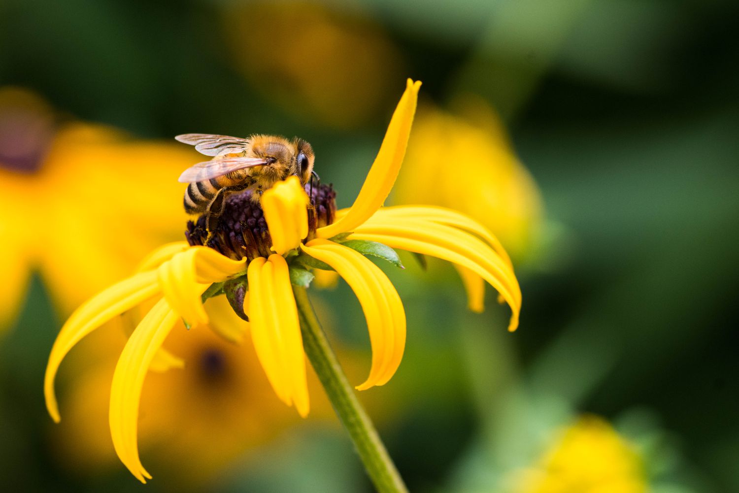 Close-Up de abelha em um suquinho de olhos pretos