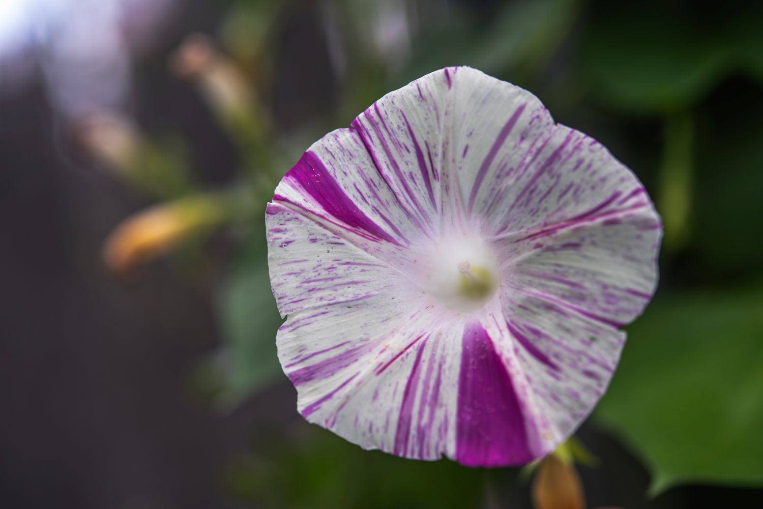 Morgenlatte mit weiß und violett gestreifter Blüte in Großaufnahme