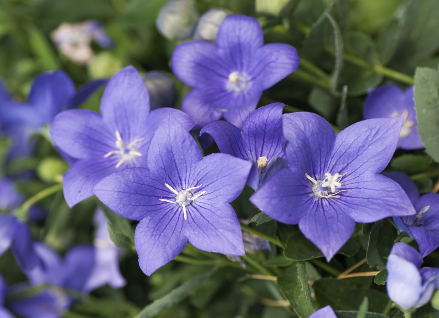 Ballonblumen mit violetten sternförmigen Blüten und weißen Staubbeuteln im Sonnenlicht