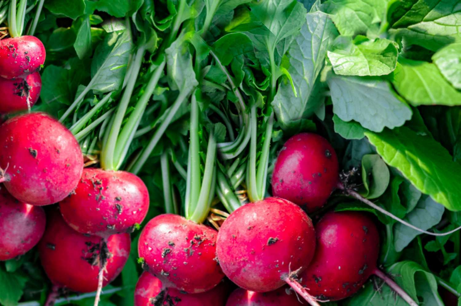 14 légumes d’automne à cultiver dans votre jardin