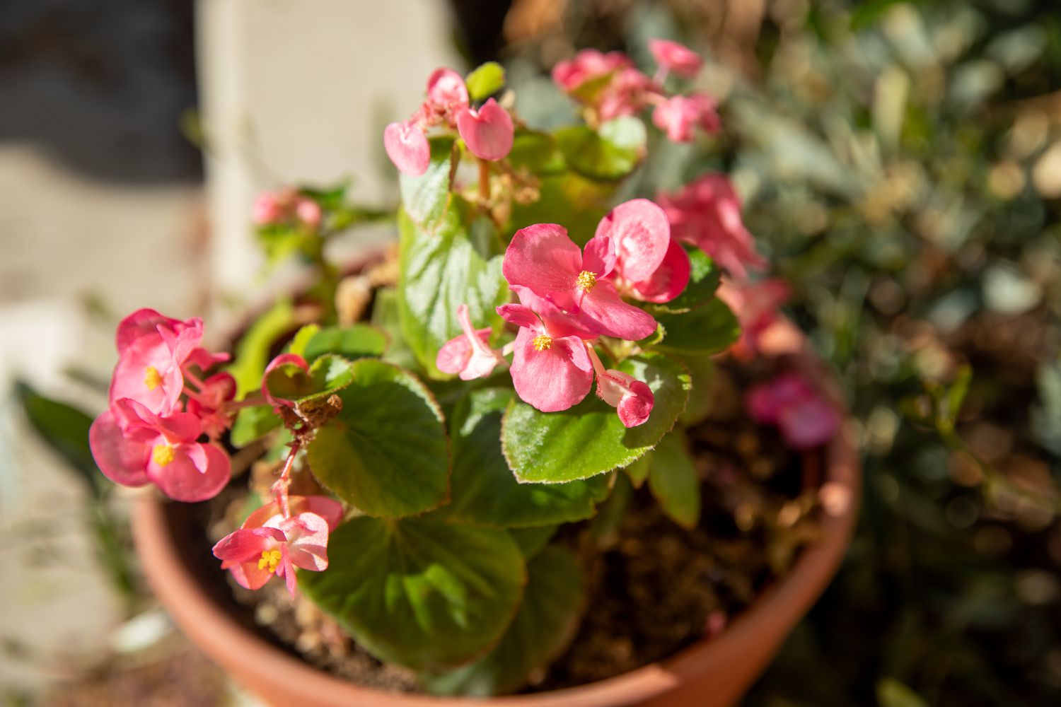 begonias in a container