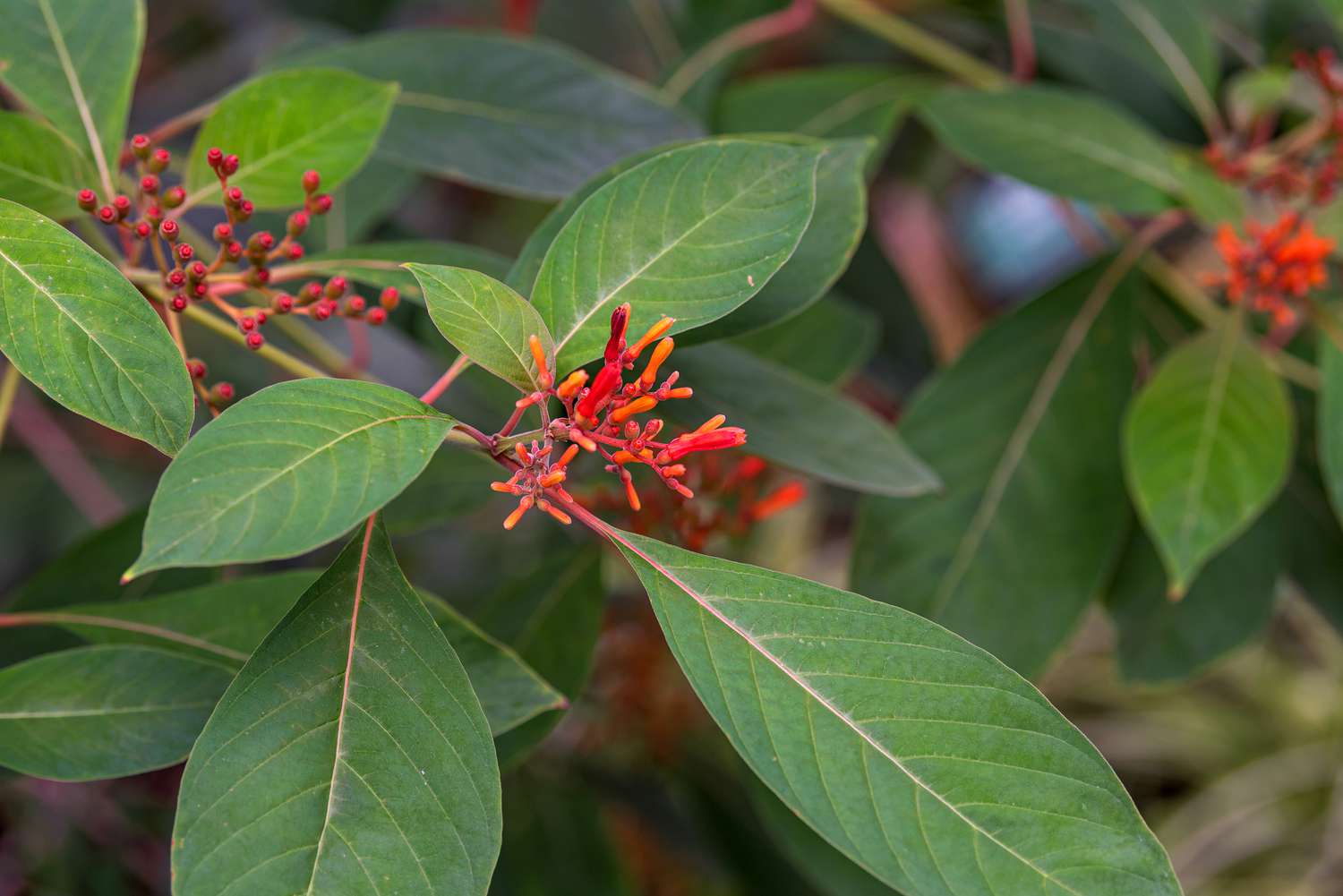 Branche d'arbuste d'épilobe à fleurs tubulaires rouge-orange entourées de grandes feuilles vertes