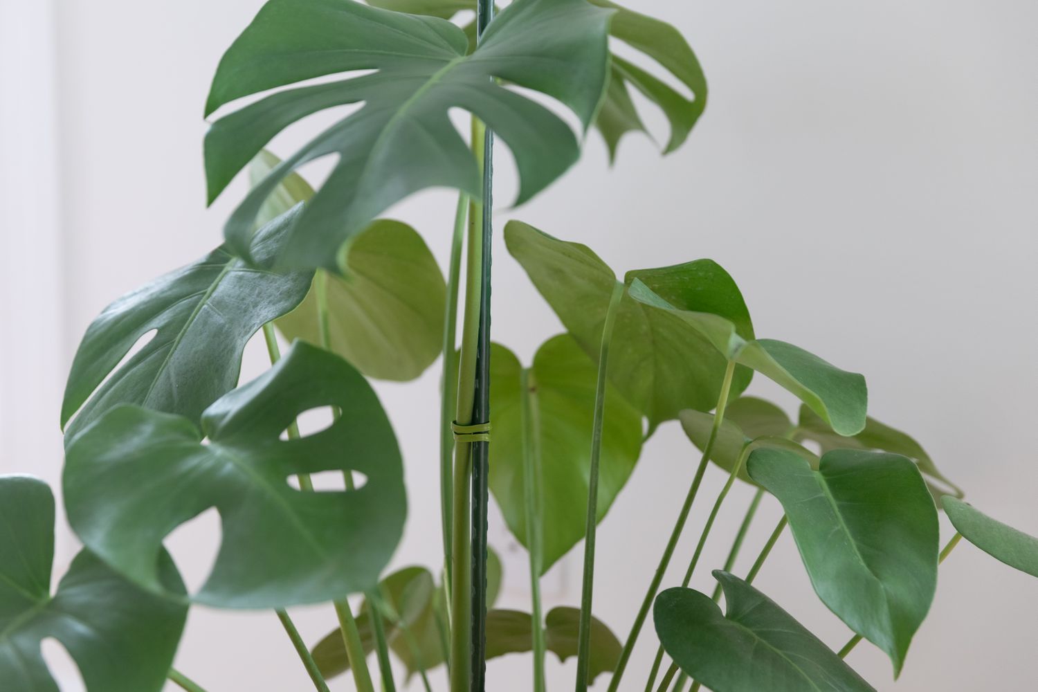 monstera houseplant with a support stake