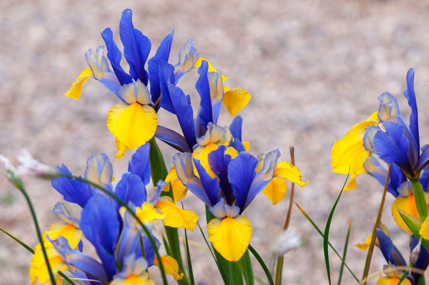 Flores de íris holandesa com pétalas azul-púrpura e amarelas com babados desabrochando