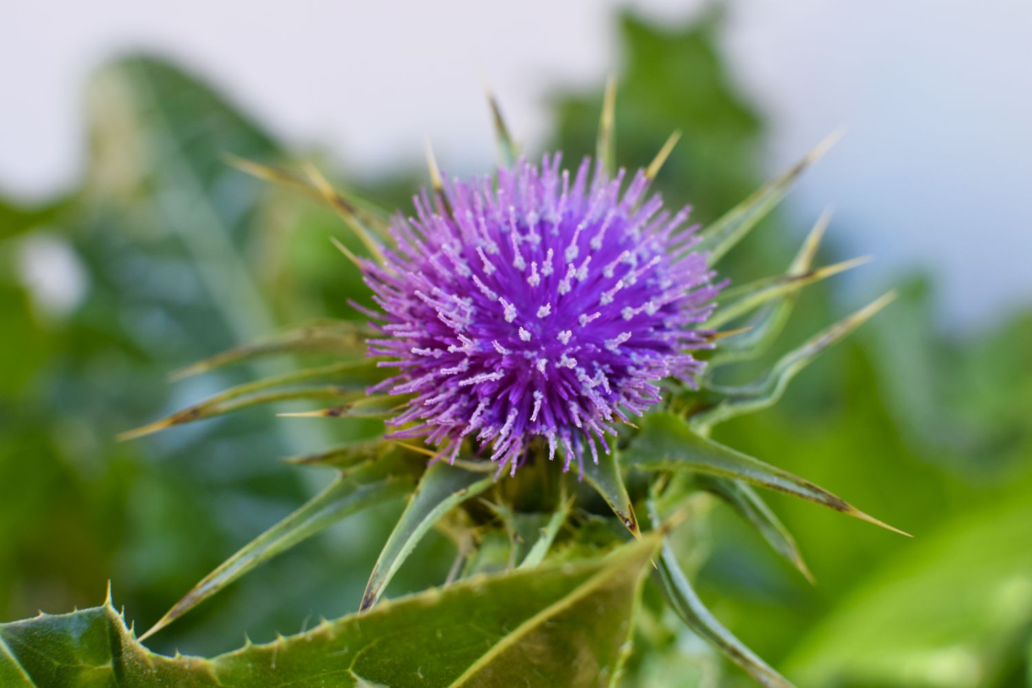 Mariendistel mit lila Blüte in Großaufnahme