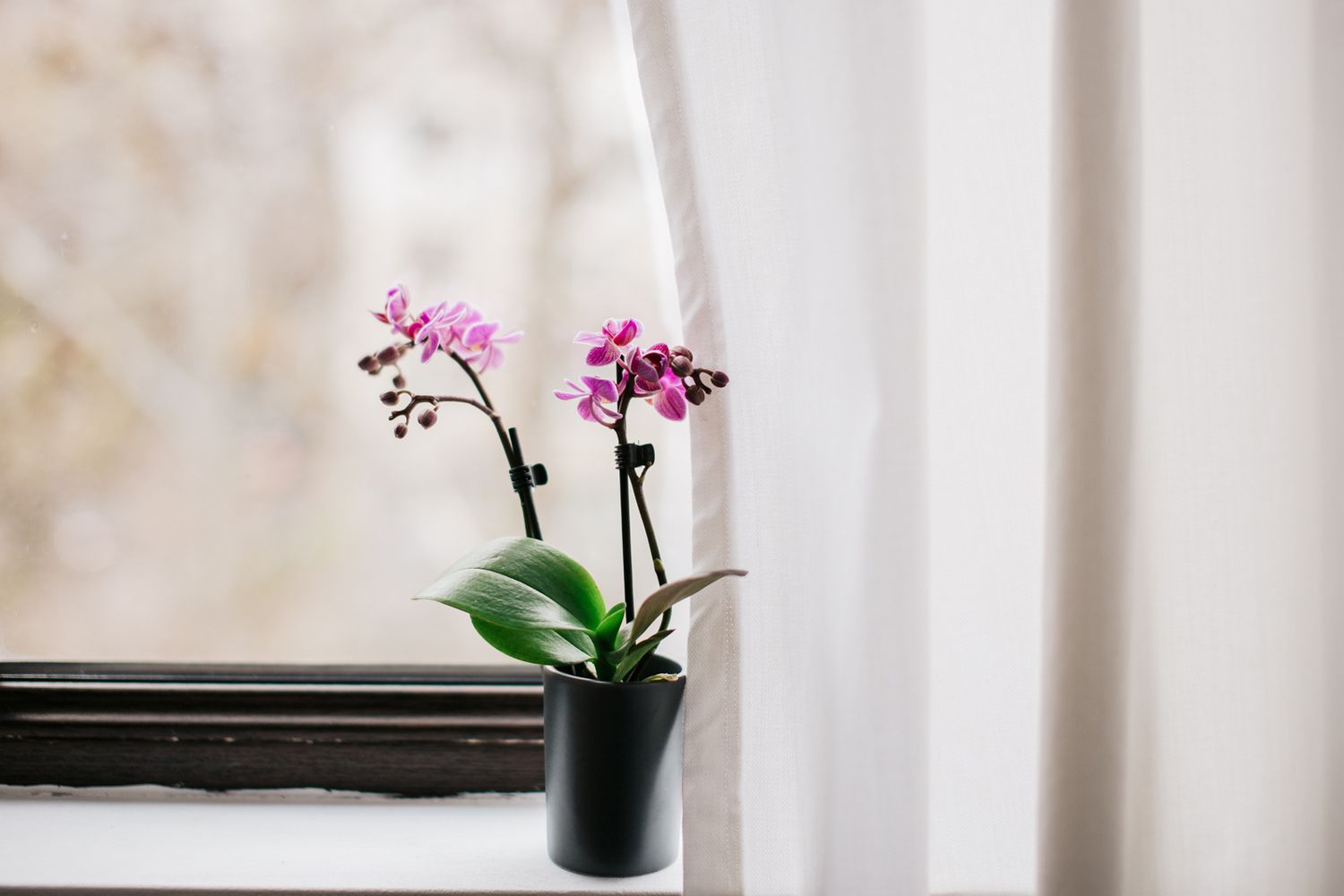 Plantio de orquídeas: Como replantar uma planta de orquídea