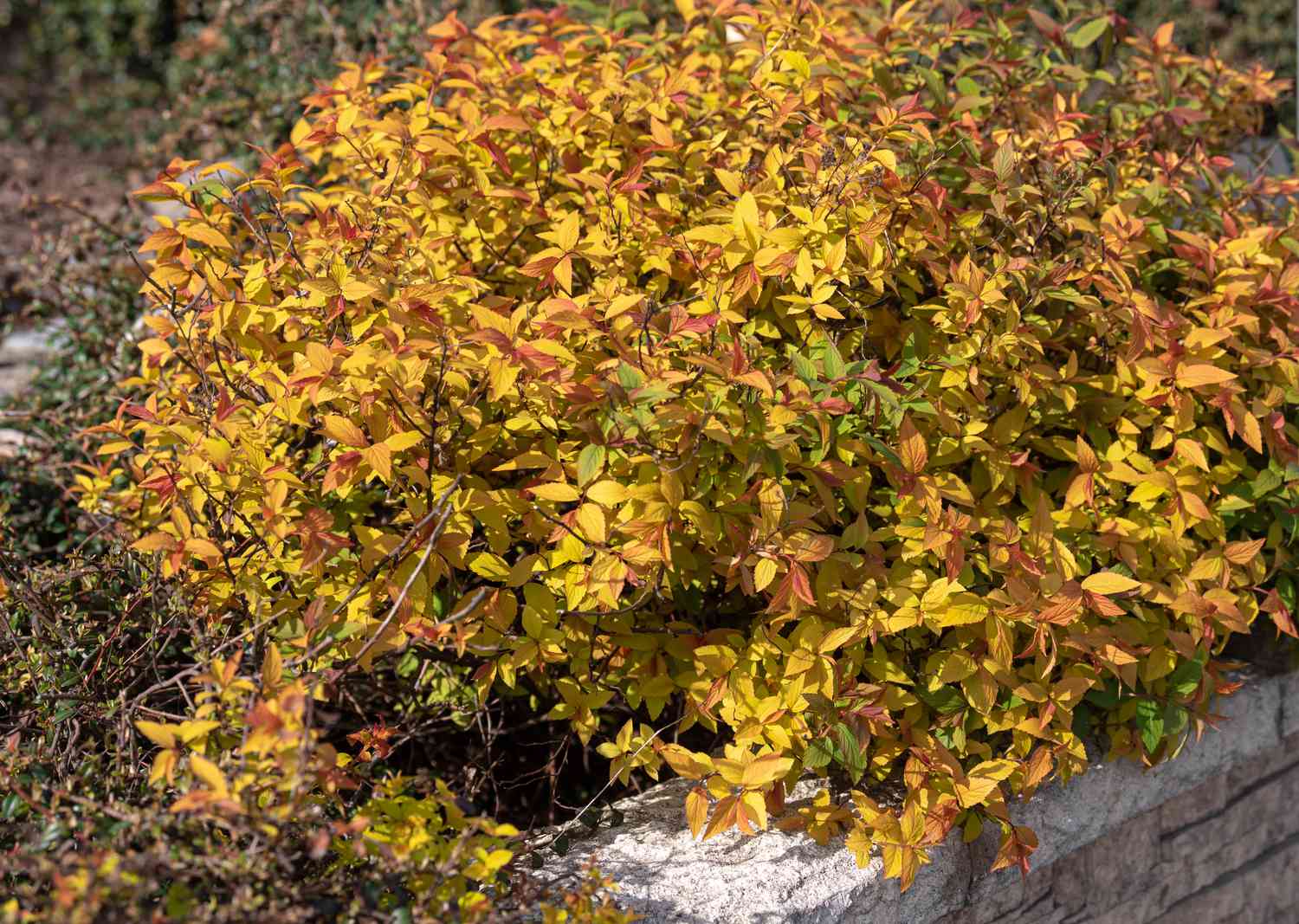 Goldflame spirea Pflanze mit gelben Blättern am Rande einer Steinmauer im Sonnenlicht