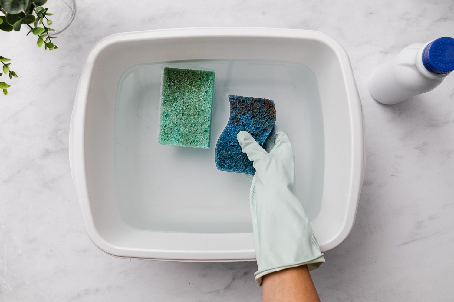 Remojar las esponjas en una solución limpiadora