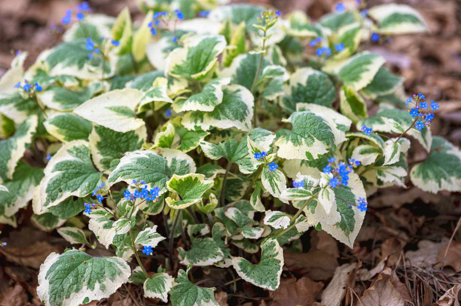 Brunnera-Pflanze mit bunten weißen und grünen Blättern und kleinen blauen Blüten