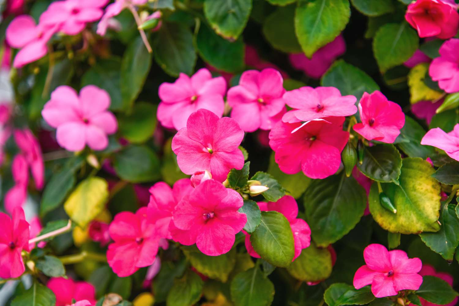 Impatiens flowers with pink blooms clustered in shade garden