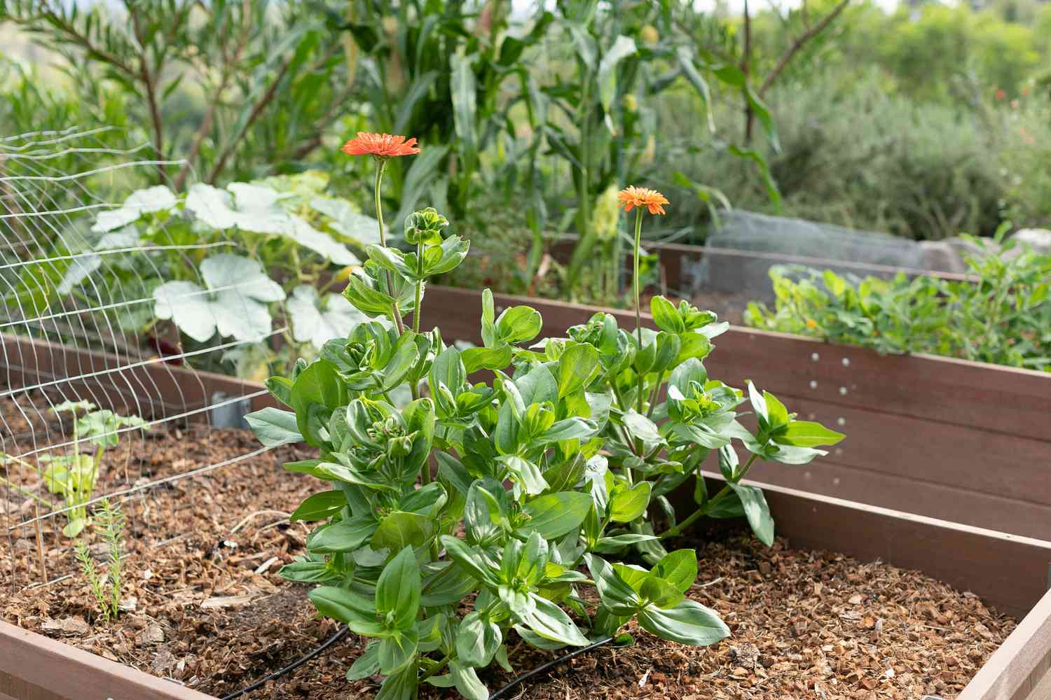 Gartenbeet mit hitzebeständiger Pflanze mit kleinen orangen Blüten