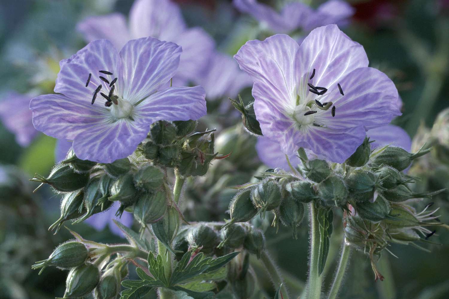 Clark Geranium