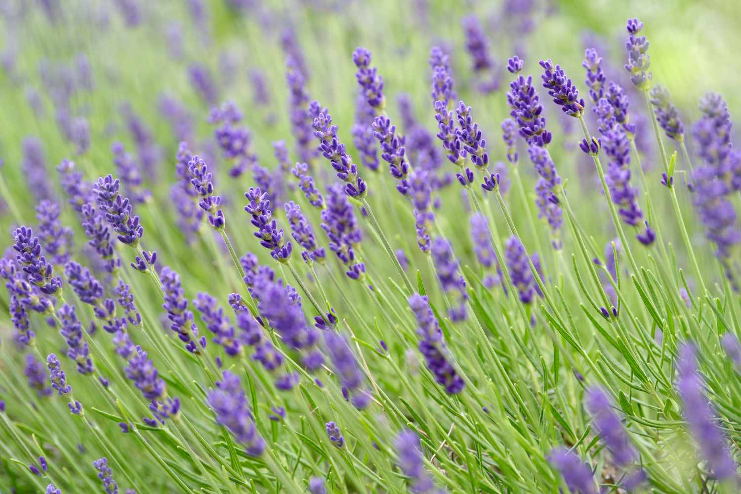 Tiges de lavande avec épis de fleurs violettes dans le jardin