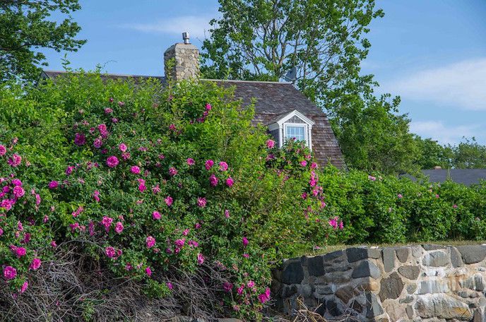 Rosas cayendo sobre el muro de piedra frente a la casa de la playa