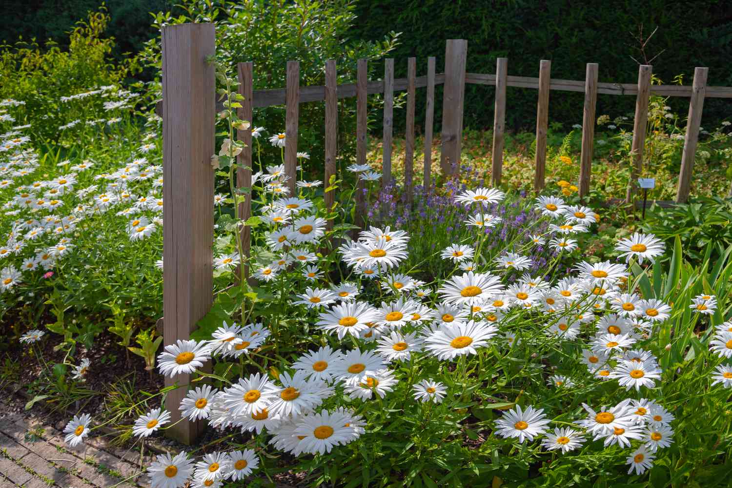 Gänseblümchen mit weißen strahlenden Blütenblättern an einem Holzzaun