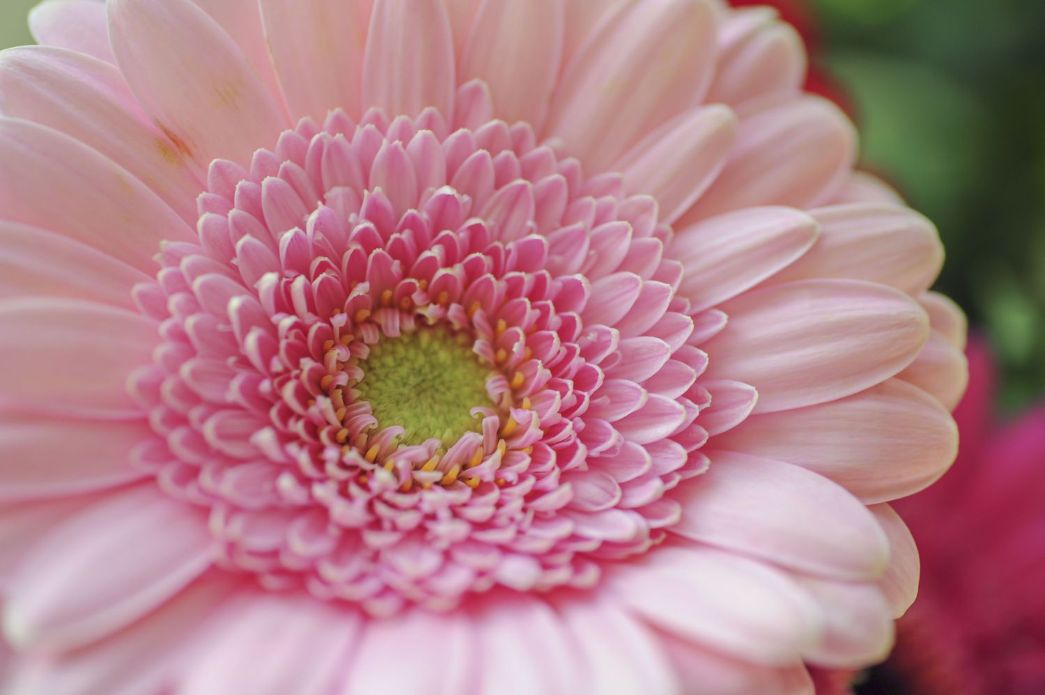 Gerbera-Gänseblümchen mit hellrosa Blütenblättern, die aus der Mitte strahlen, Nahaufnahme