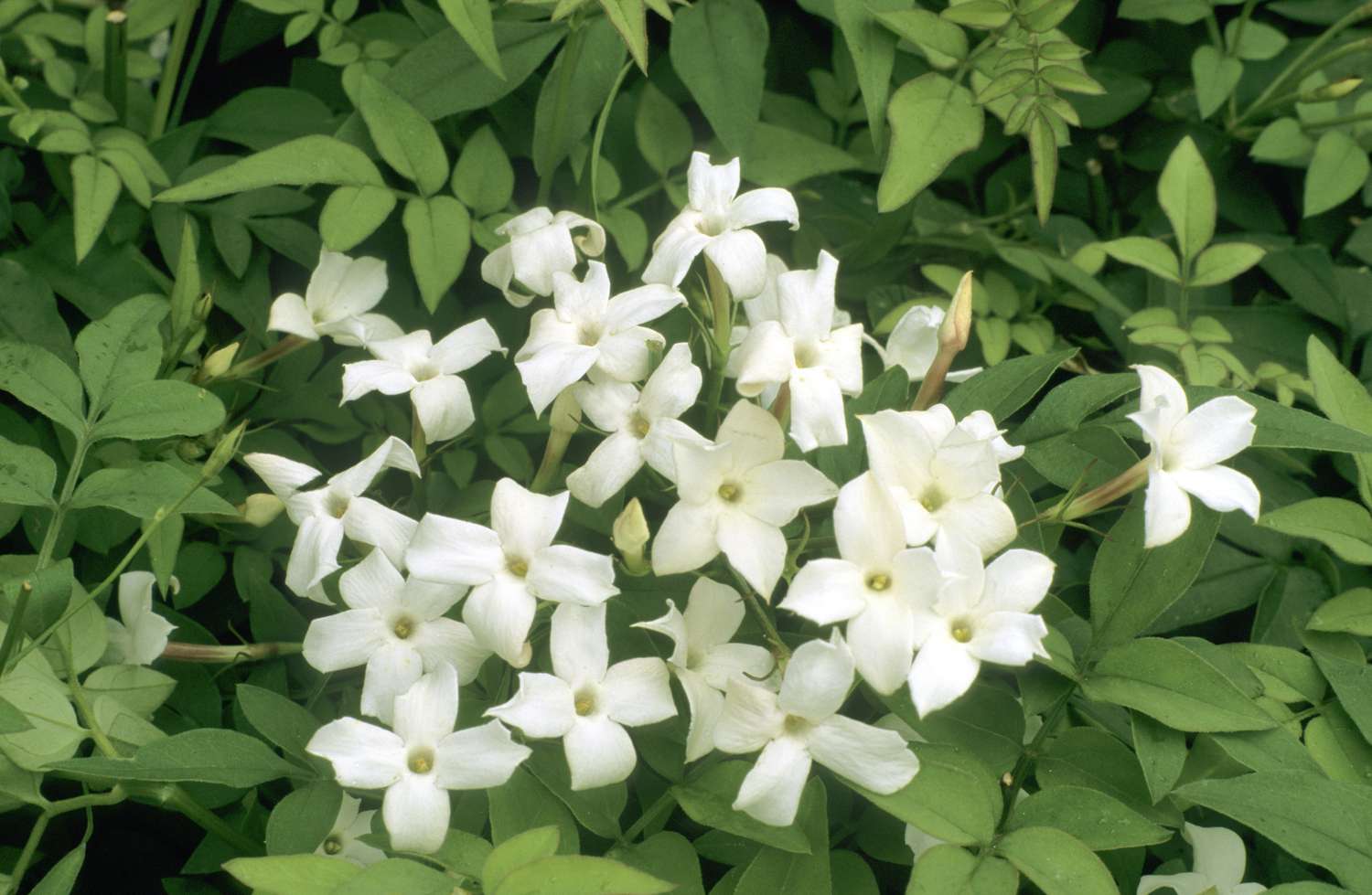 Jasminum officinale, Common Jasmine, fragrant
