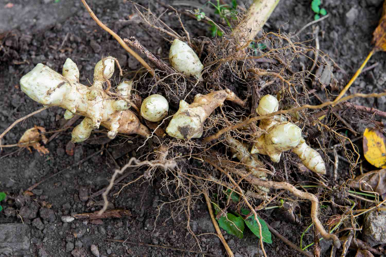 Jerusalem artichokes pulled from ground and resting on soil with roots exposed