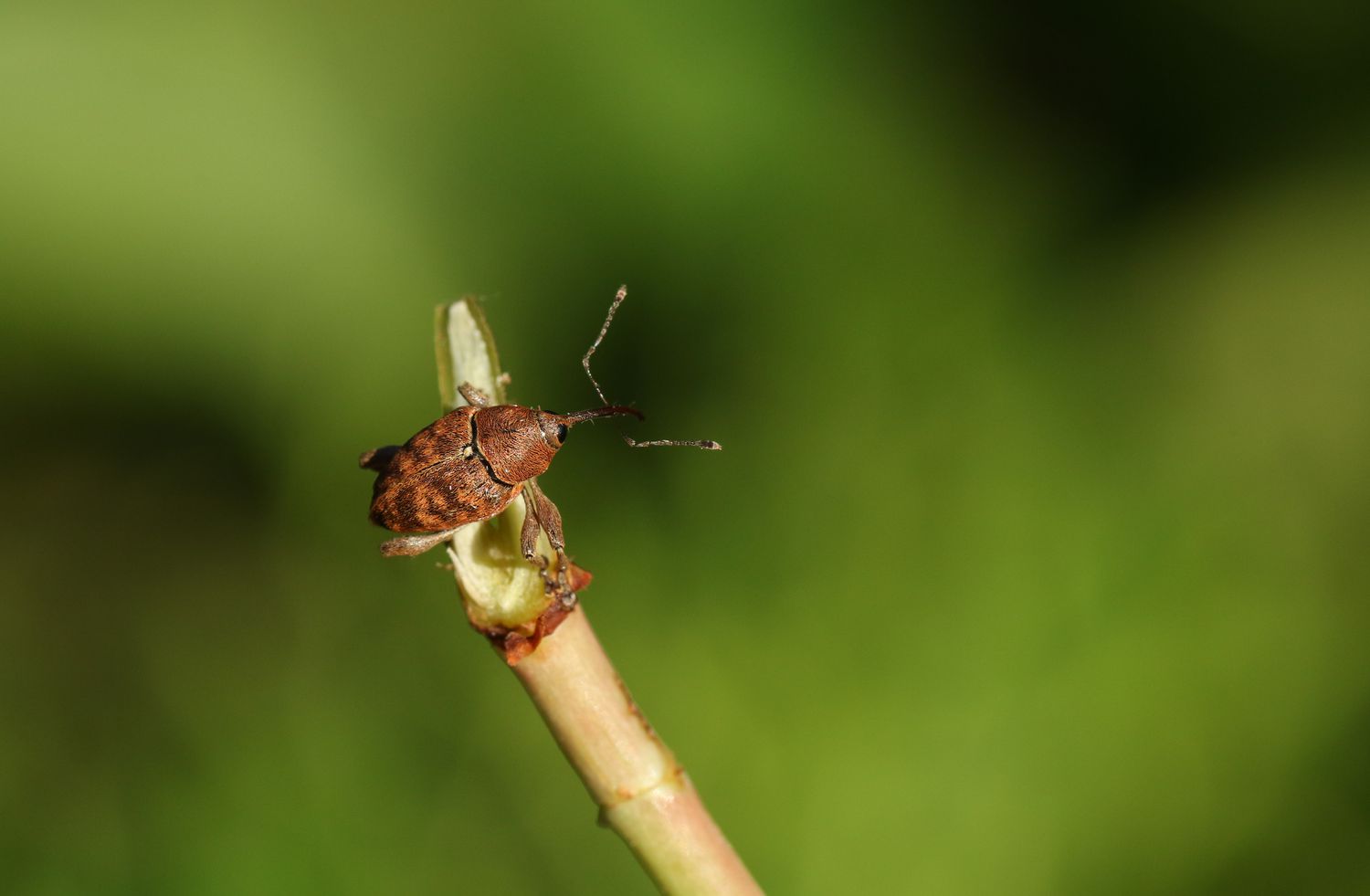 Ein prächtiger Rüsselkäfer (Curculio glandium), der auf einer Pflanze sitzt.