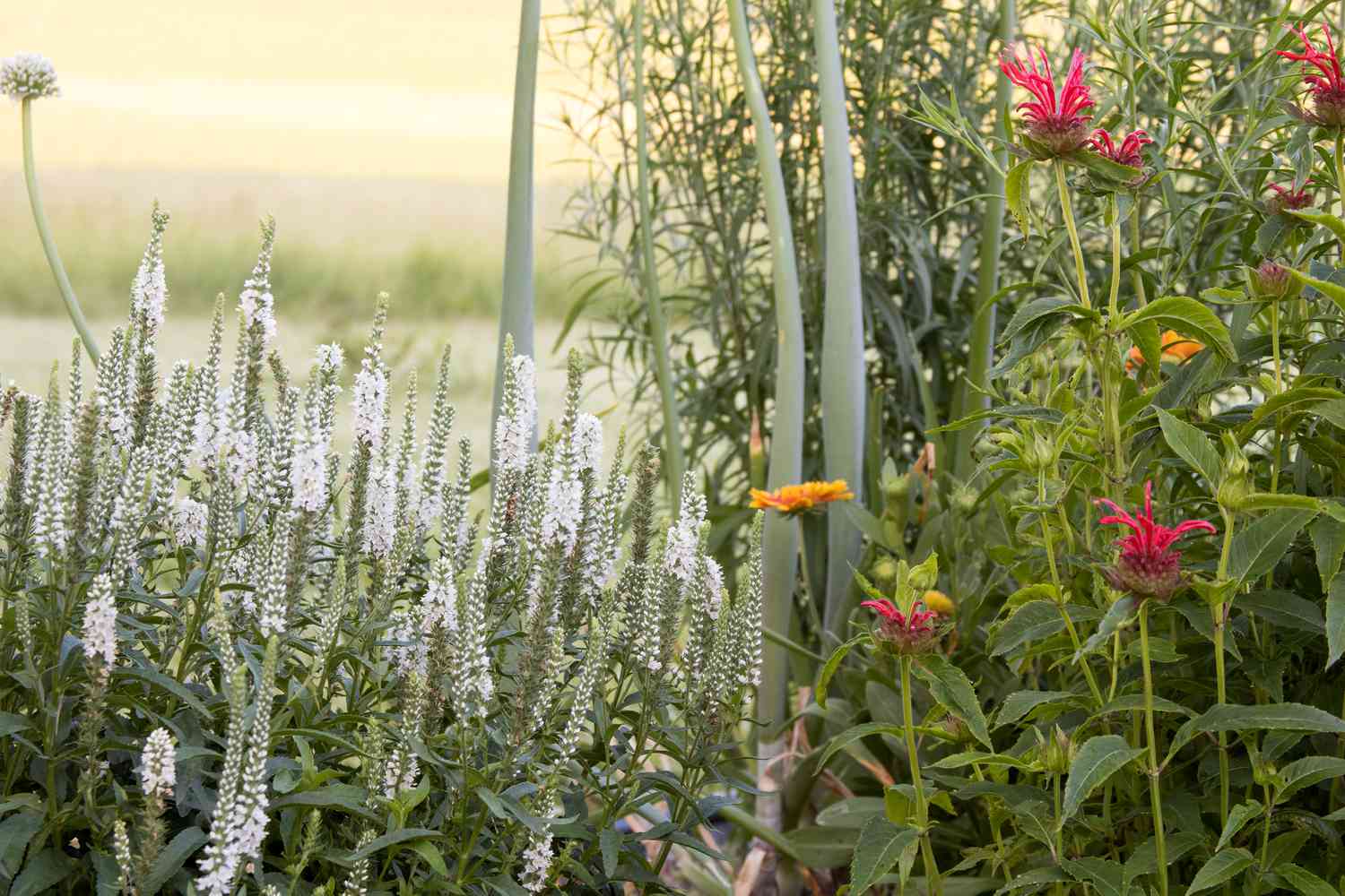 Jardín de colibríes con flores escalonadas blancas, naranjas y rosas