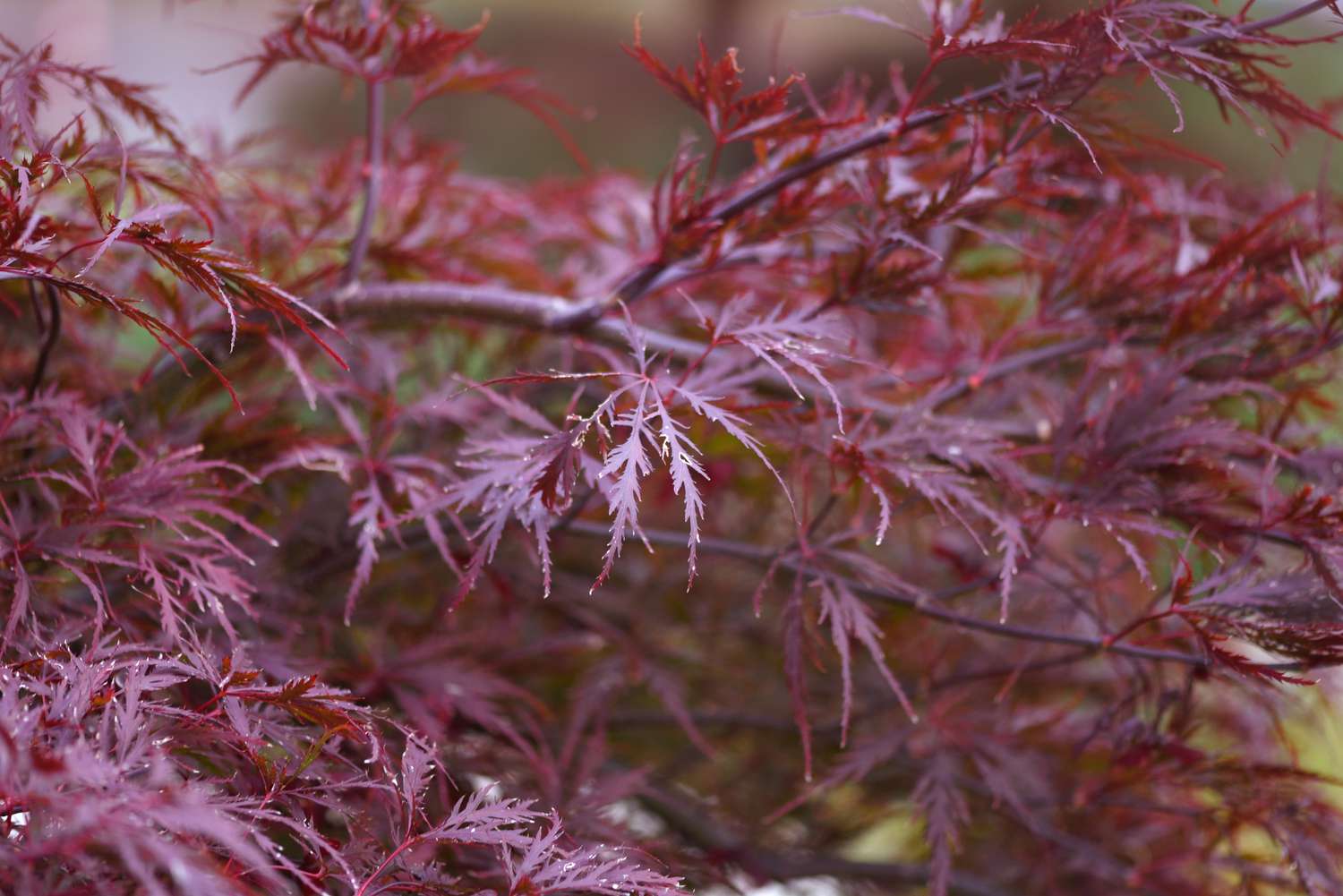 Anbau und Pflege des japanischen Ahorns Red Dragon