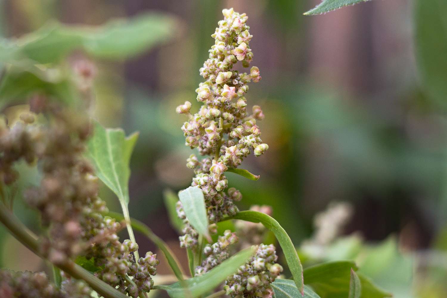 Como cultivar plantas de quinoa em casa